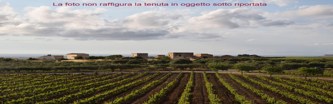 Four Sicilian Wine Estates Selected for You!